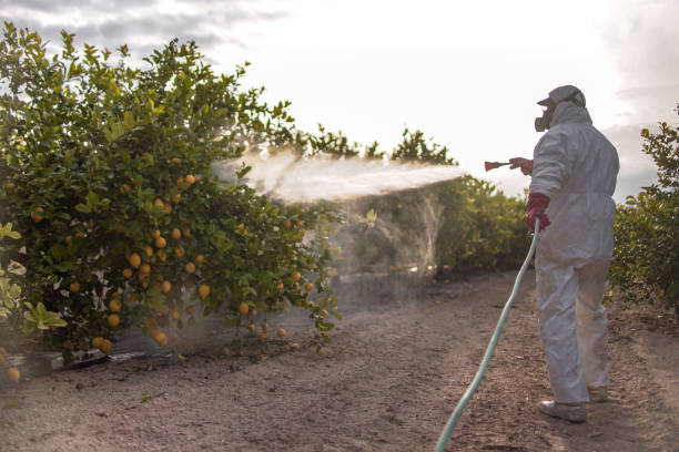Best Termite Control Services  in Owensville, MO
