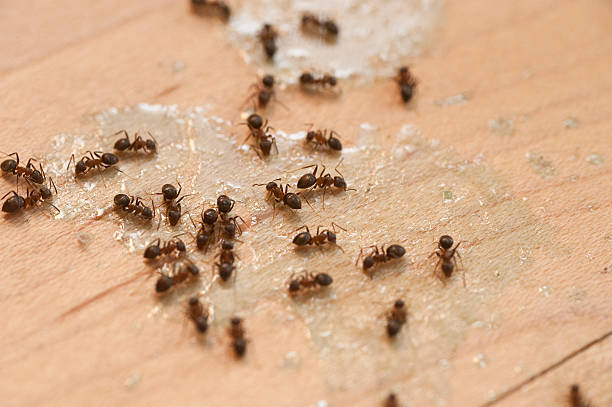 Best Exterminator Services  in Owensville, MO