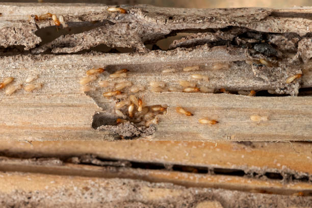 Trusted Owensville, MO Pest Control Experts
